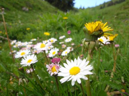 mtb vallediledro 05 02
